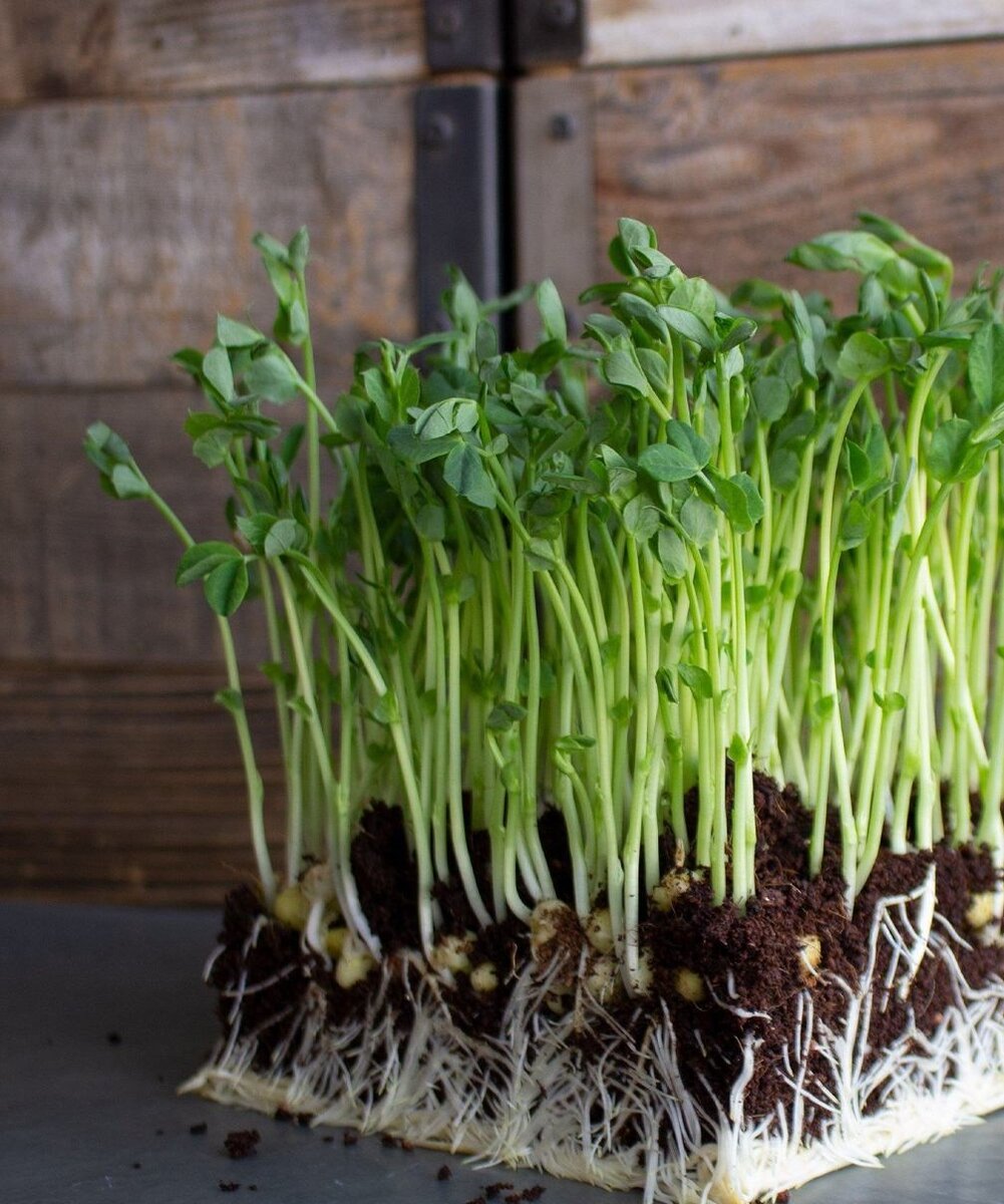 Luckygrow (Лакигроу)