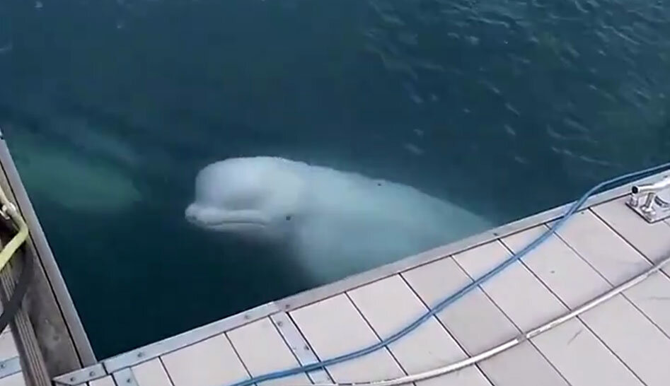 Фото из свободного источника, киты, белухи, в порту Сочи.