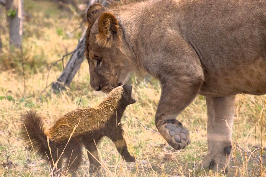 Большой шкаф громче падает!