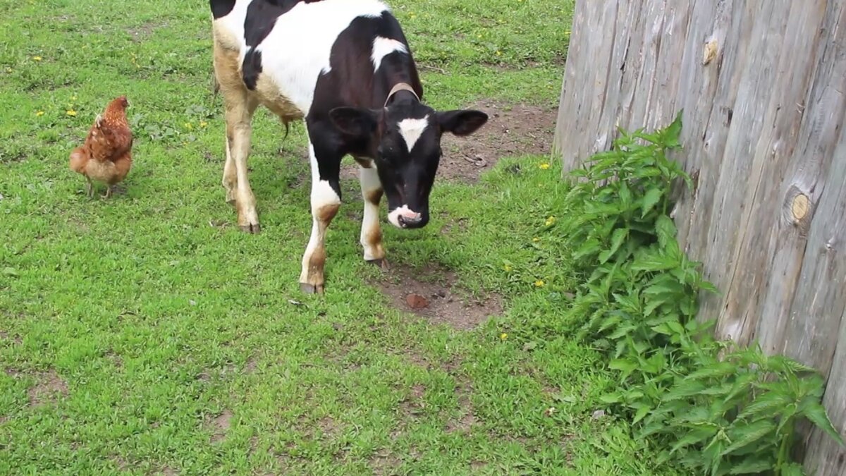 кура корова. сельскохозяйственные животные. коровы свиньи куры. сельскохозяйственные животные. корова курица корова курица.