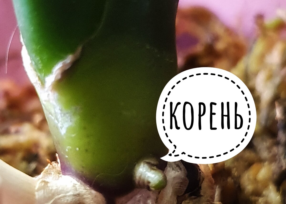 Это у нас малышка Голден Бьюти, для нее характерен -зелено-фиолетовый цвет листьев