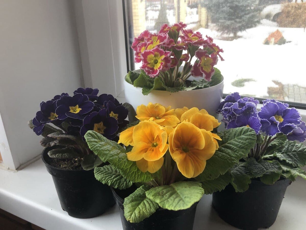 Дружная компания новых примул ждет посадки. Фото автора