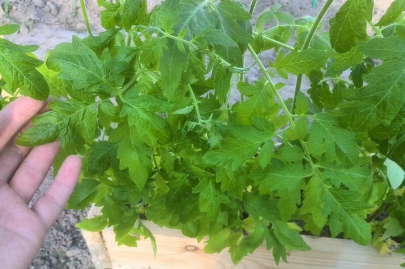 Выношу рассаду в ящиках в теплицу для закаливания.