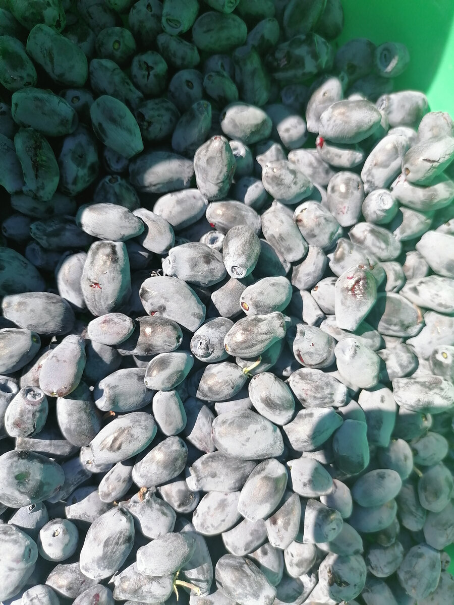 Терпкие бочонки😋. 