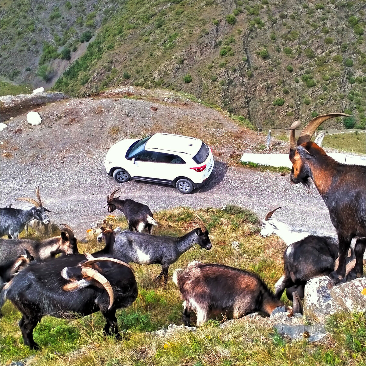 Как взять автомобиль напрокат «без водителя» в Северной Осетии? И стоит ...