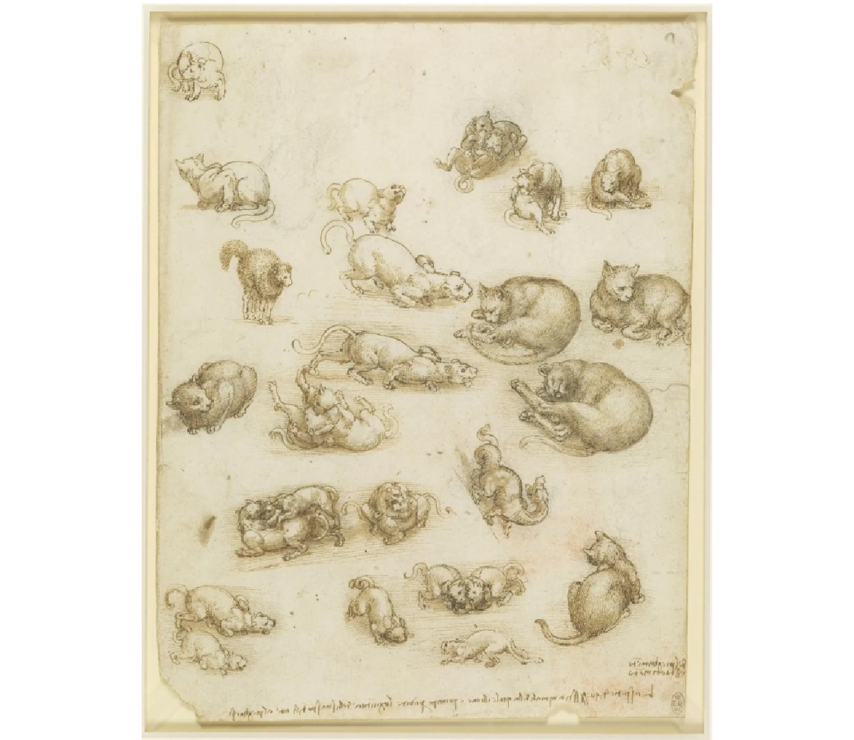 Альбрехт дюрер кот. Коты леонардо да винчи. Первый рисунок леонардо для шелковой завесы. Витрувианский кот да винчи. Кошка да винчи.