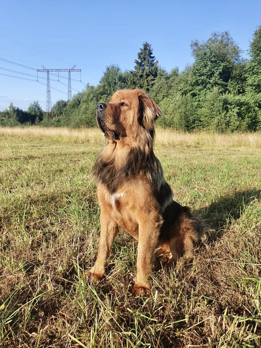 Сейчас, правда, благородная собака полиняла и больше похожа на плешивую дворнягу, но это ни коим образом не сказывается на его самооценке