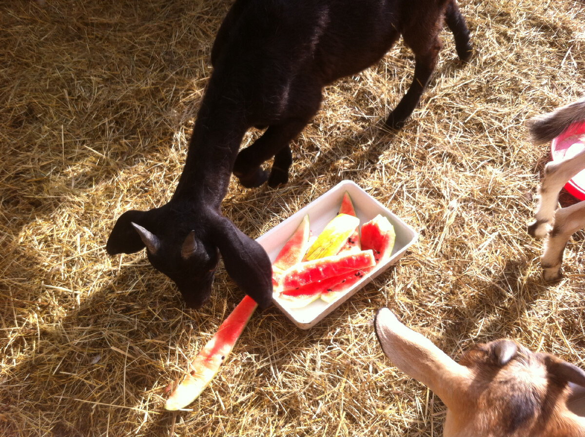 Ночка - арбузная поклонница