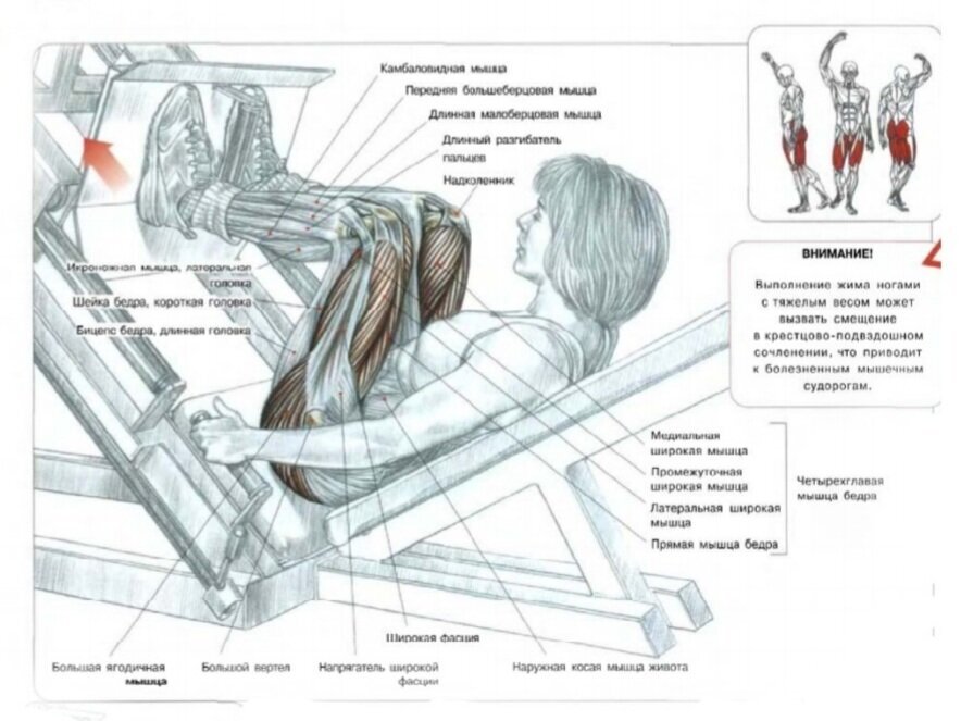 Жим ногами. Ф. Делавье 《Анатомия силовых упражнений для мужчин и женщин》
