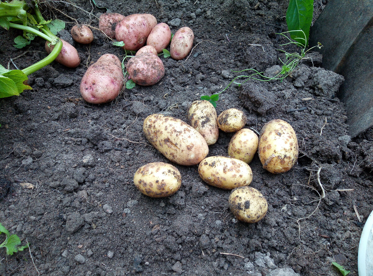 Белая-Крепыш. 