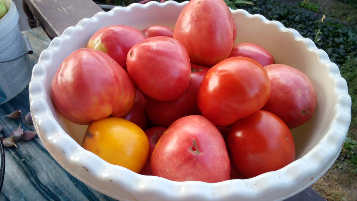 Немного грустно от того, что лето прошло, а с ним отходят постепенно и так полюбившиеся нам овощи. Помидоров в этом году было очень много и все они были сладкими, сочными, крупными. Фото автора.