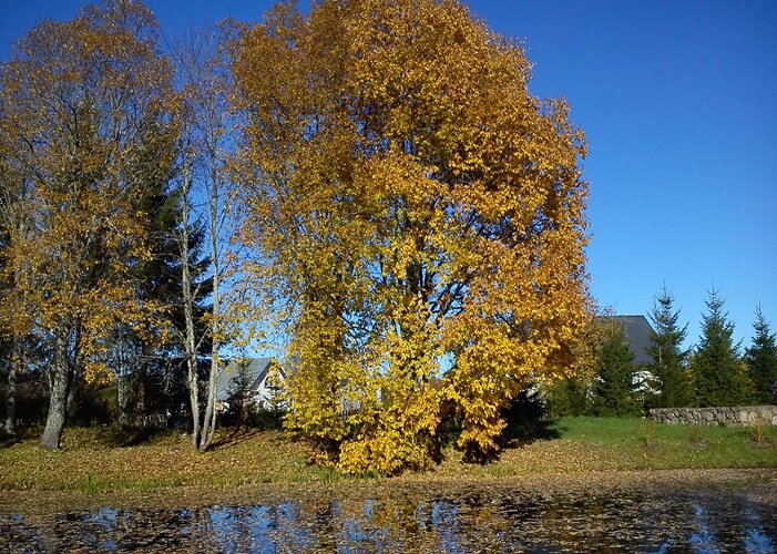 Петровское, 2013 год 