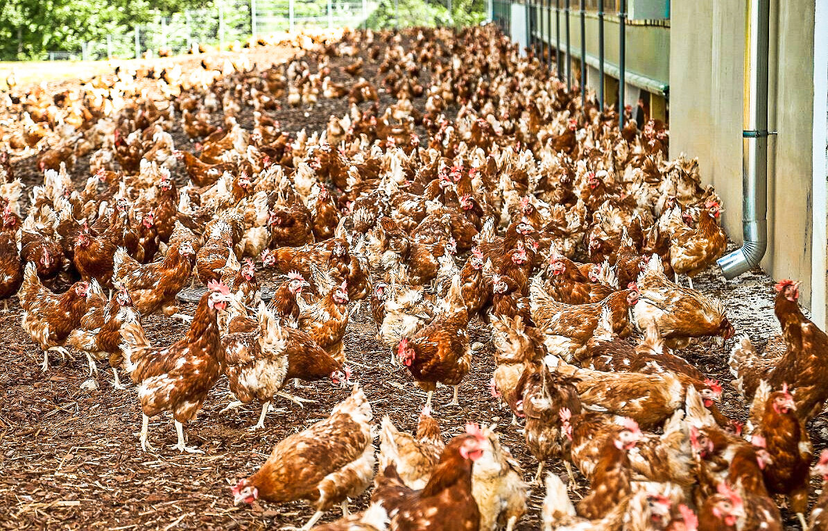 Курица: - Я потерялся...