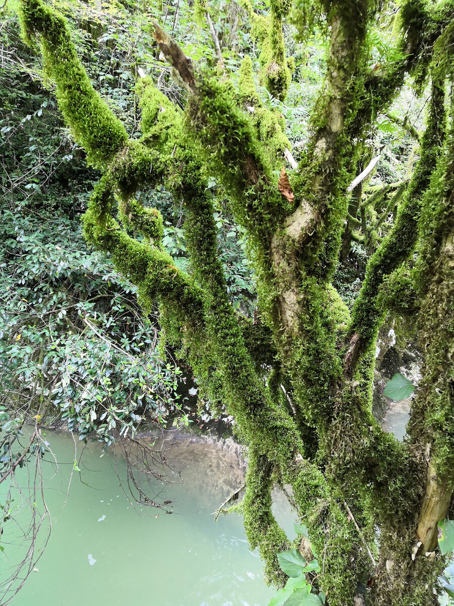 Согласитесь, есть на что смотреть! Дерево, заросшее мхом на фоне реки.