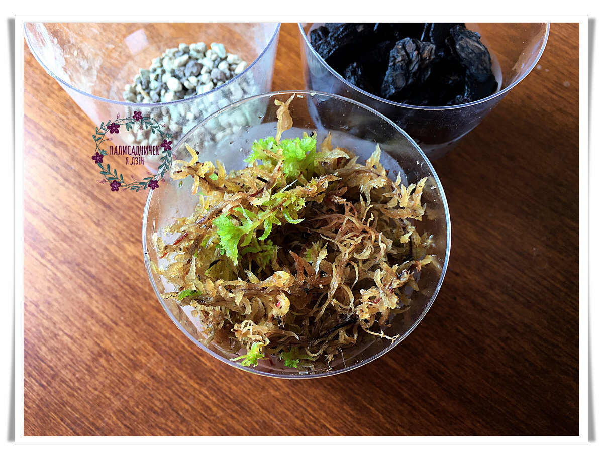 Вот он, красавец! Первый раз такой у меня. Его реально собирали где-то на болотах, а ещё я еловые иголки из него выковыривала :) На следующей фотографии лечуза. Листайте, пожалуйста. ⏩⏩