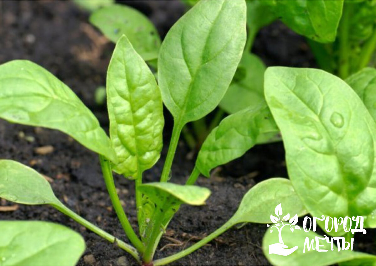 Самая витаминная и полезная зелень на даче: как быстро вырастить вкусныйшпинат