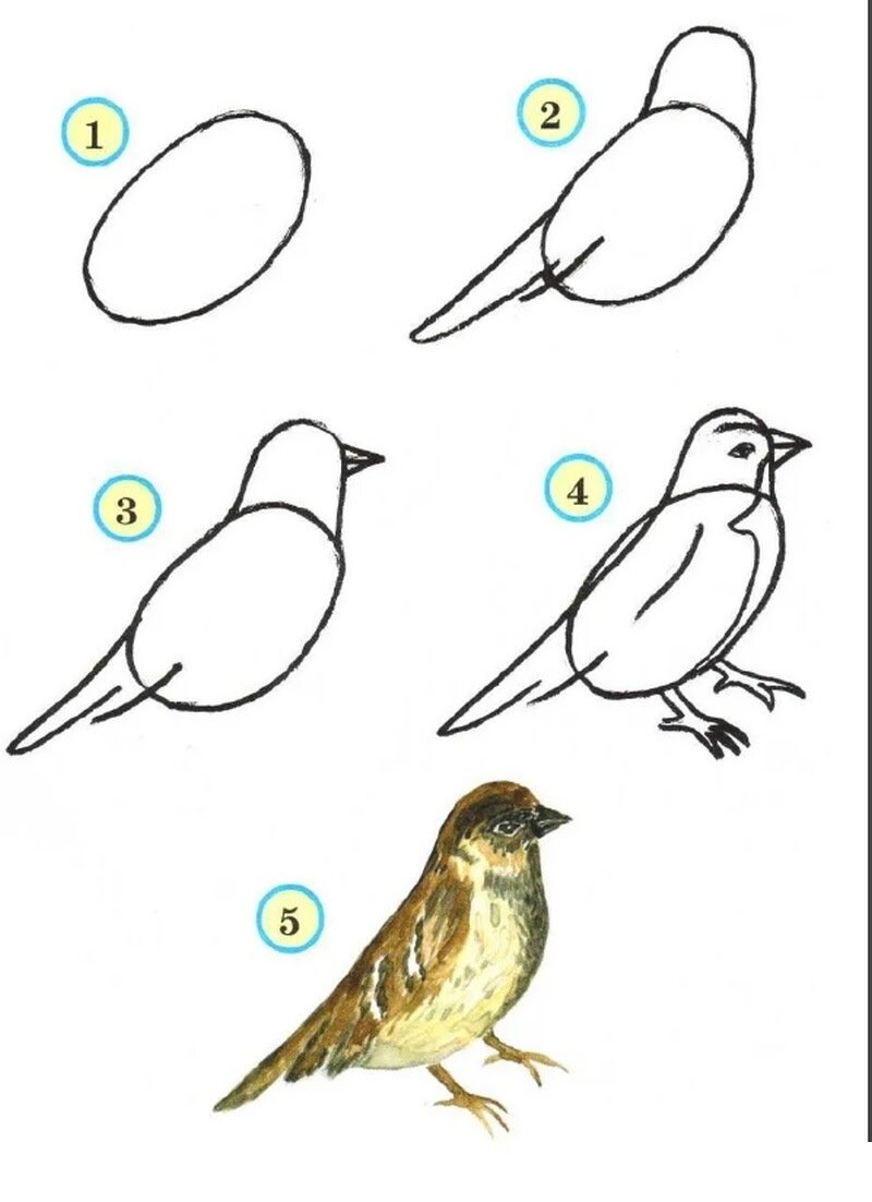 Как рисовать птицу ребенку - простая и понятная инструкция