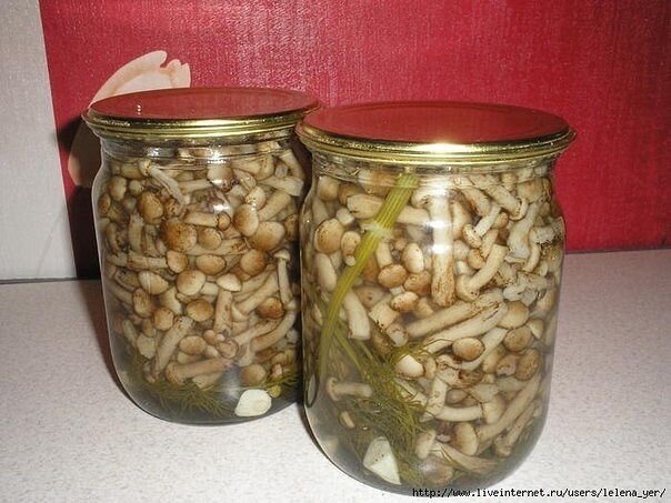 #маринованные грибы #опята на зиму #маринованные опята #консервация на зиму #заготовки на зиму 