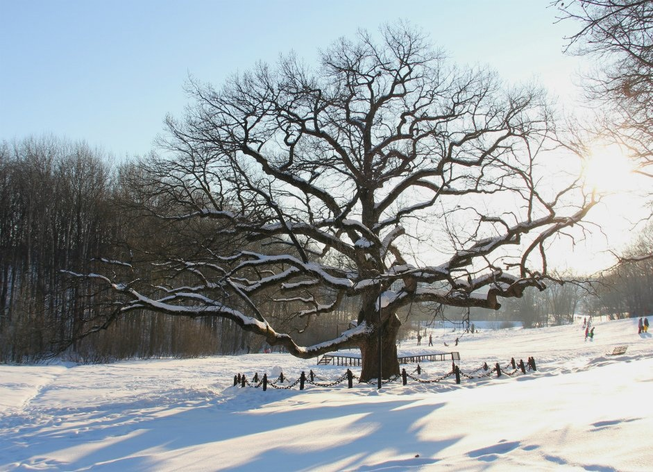 Как выглядит дерево зимой. Дуб в Дубовом Белгород. Зимний дуб. Деревья зимой. Дуб зимой.