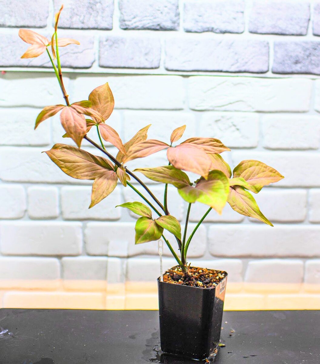 Syngonium Regina Red 2021. Фото и коллекция автора masteritayaplants