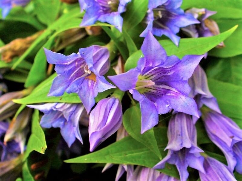 Листайте галерею. Горечавка ластовневая. Фото с сайта: https://clck.ru/bQTn7.