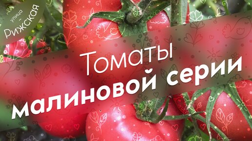 Томаты малиновой серии 🍅 Характеристика и обзор сортов | Улица Рижская ...