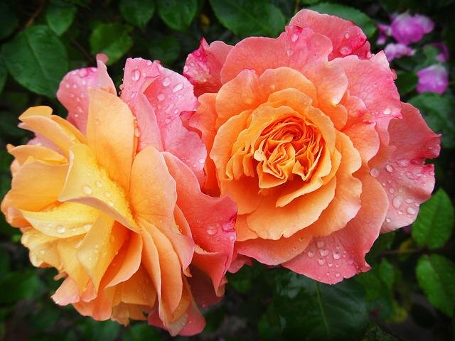 Розы Республики Тыва: лучшие сорта с фото и описанием