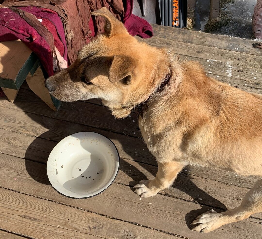 Быстро  съел  предложенную еду. 