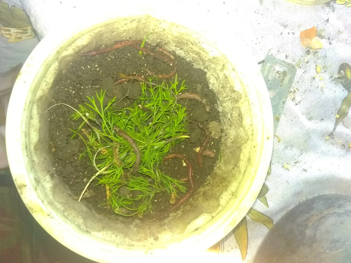 Черви с укропом