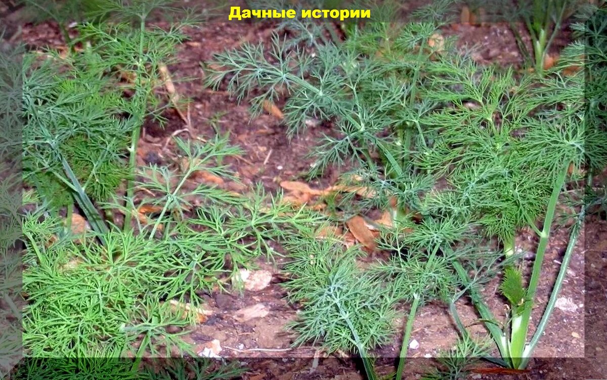 Посадка укропа в грунт весной. Какой сорт укроп посадить в Подмосковье.