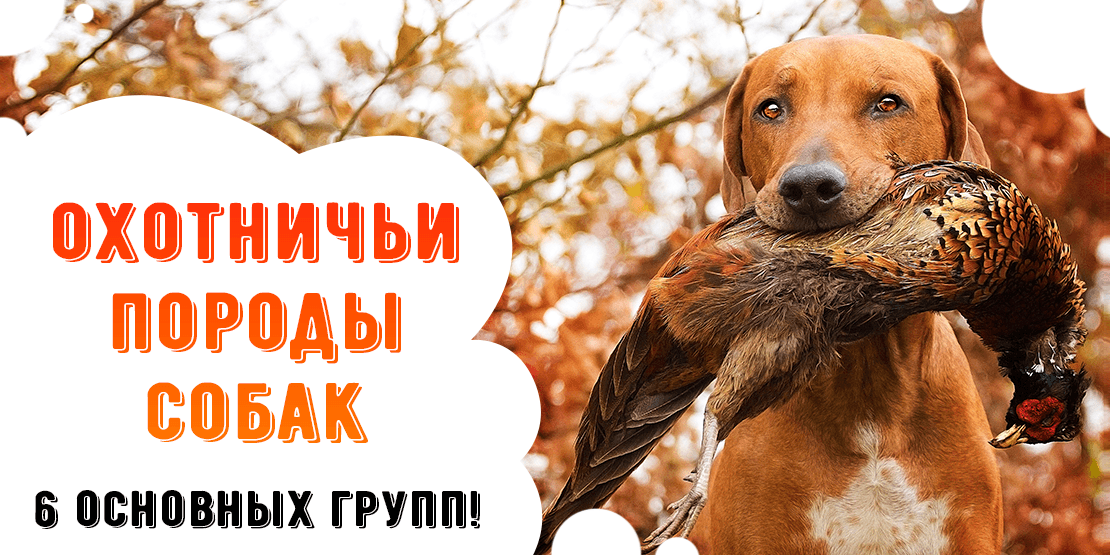Какую собаку выбрать для охоты? Как не потерять собаку на охоте? Всё это вы узнаете в нашей статье!