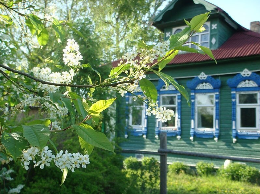 Домик окнами в сад. Село Константиново черемуха. Домик в деревне с черёмухой. Черемуха цветет в деревне. Черемуха деревня Россия.