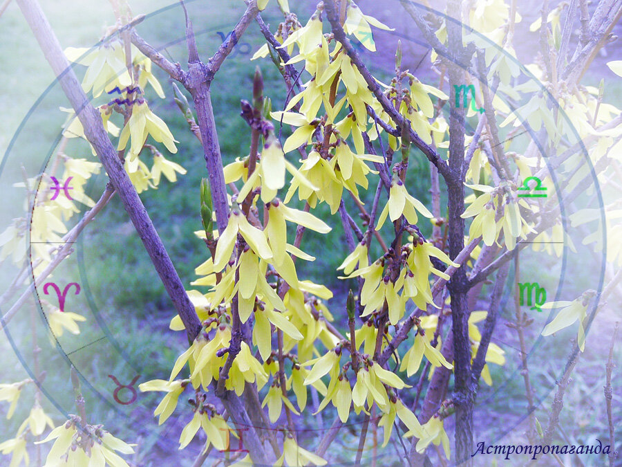 Коллаж Нины Стрелковой. 