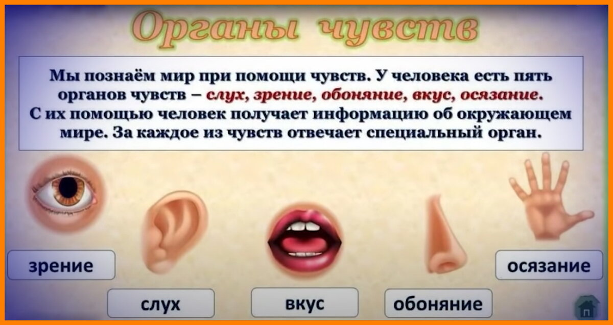 Конспект урока по познанию мира "Органы чувств" - начальные классы, уроки