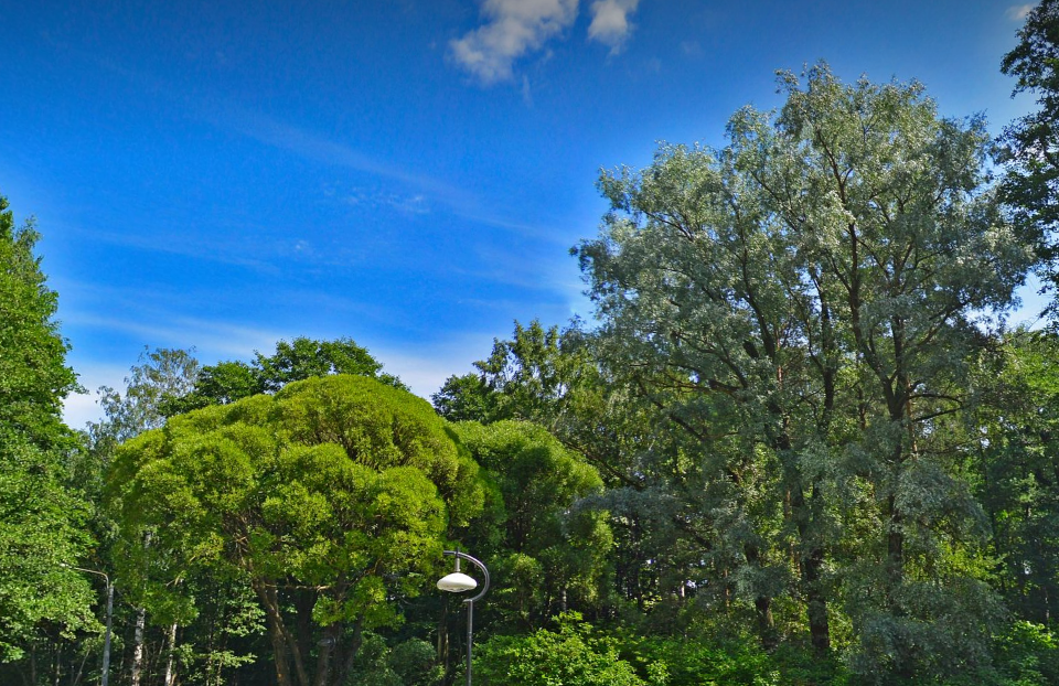 Даже без сосны Петра I в Удельном парке есть, на что посмотреть