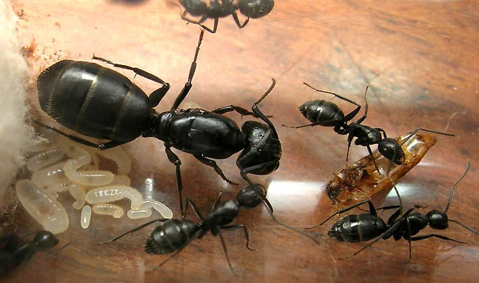 Camponotus Vagus