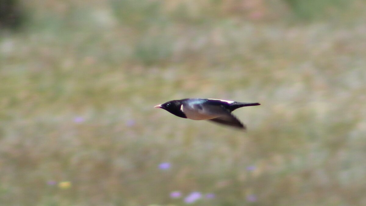 Розовый скворец в полёте