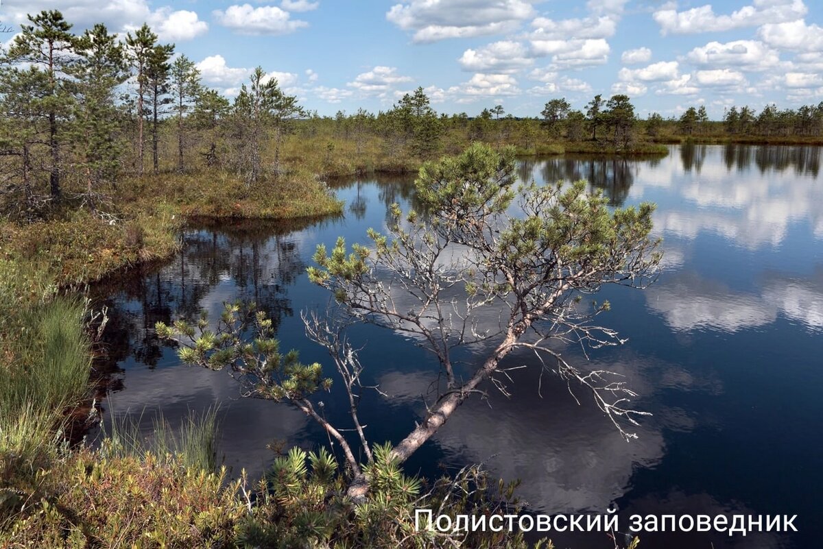 Заповедная Россия | ЛесOk (для души и ума) | Дзен