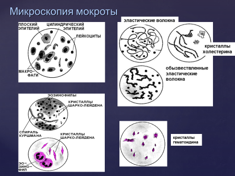 микроскопия мокроты