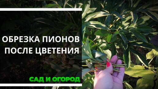 Обрезка пионов после цветения