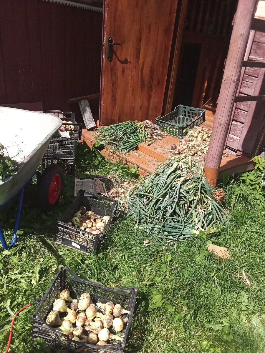 Мой временный бомжатник, обработка урожая и "ботвинника"