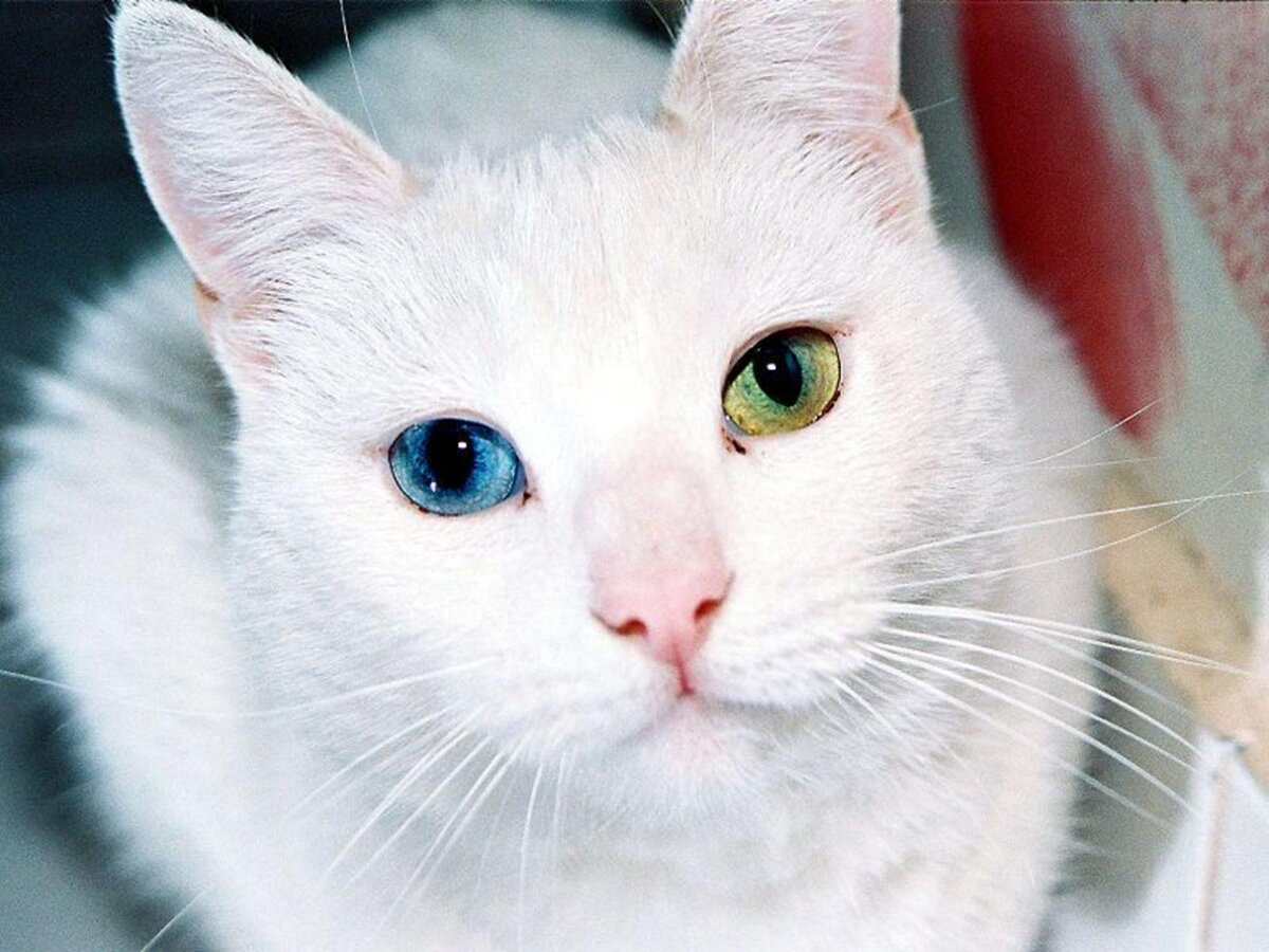 Белые кошки с разными глазами удивительно красивы.
