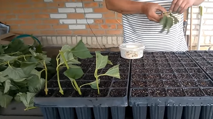 Черенкование калины