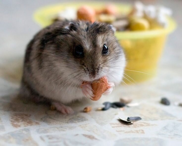 хомячок за едой