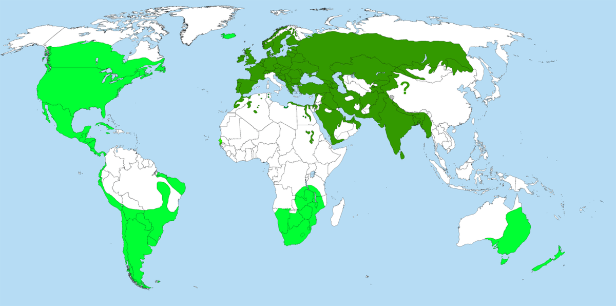 Ареал: тёмно-зелёным - естественный, светло зелёным - расширенный, изображение заимствовано в вики: ru.wikipedia.org/wiki/Домовый_воробей