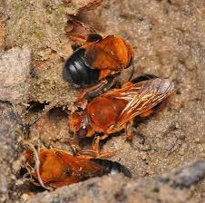 Земляные пчёлы. Совсем не похожи на наших. А знакомые специально их фотками и присылали нам как доказательства