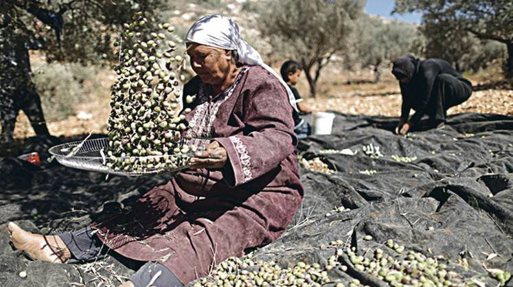    FADI AROURI/XINHUA/ZUMA WIRE Неурожай оливок привел к росту цен на оливковое масло