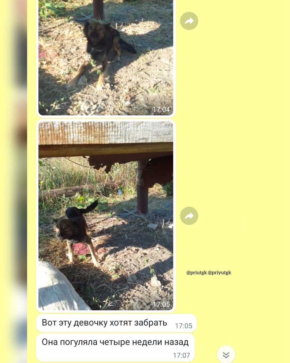 Такие сообщения в ватсап