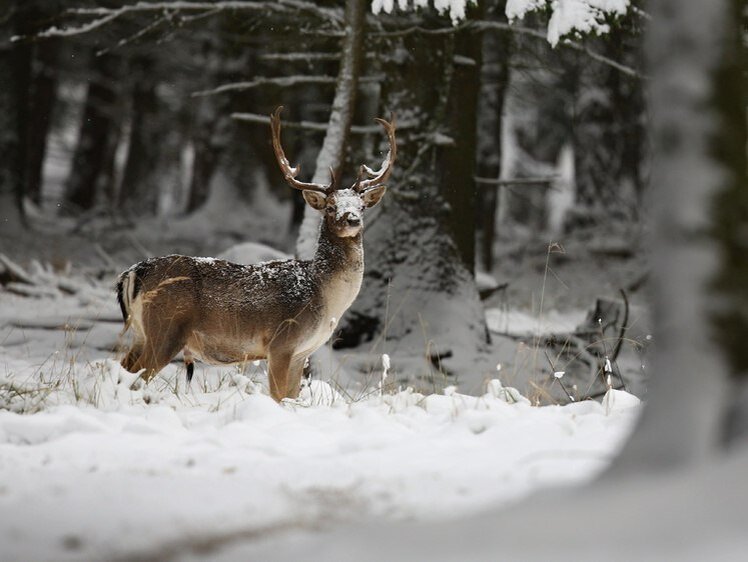 Северному коренному народу России разрешили охотиться без бюрократии.Некоторым жителям Ненецкого автономного округа разрешили охотиться без получения дополнительных разрешений в рамках традиционного образа жизни.

Отмечается, что под льготным охотящимся коренным населением подразумевается такое население, которое ведет добычу животных исключительно для пропитания в условиях холодного региона, а не в качестве хобби, развлечения или дополнительной кулинарной составляющей к основному рациону.

Для того чтобы охотиться законно в охотничьих паспортах таких граждан России в ближайшем будущем появится специальная отметка