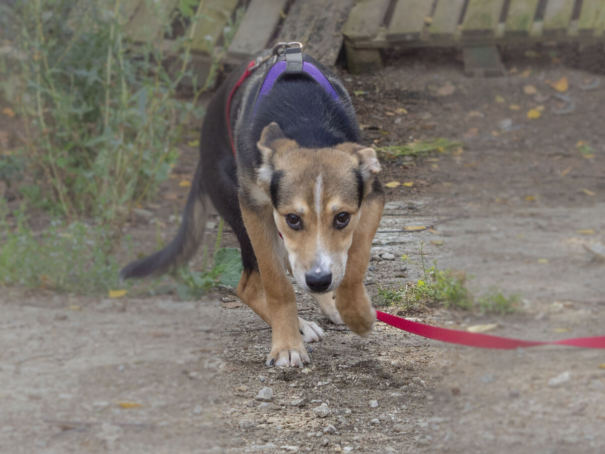 Фундук спешит на помощь! Вот такой очаровательный щенок